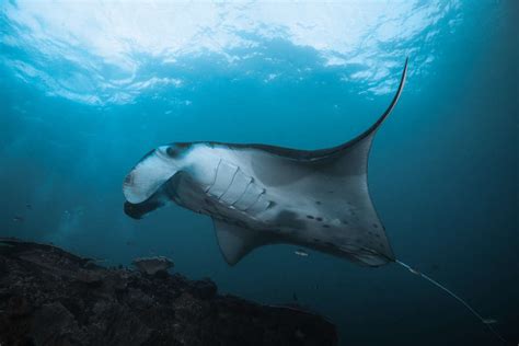 The role of Ray Kona magic manta in marine ecosystems